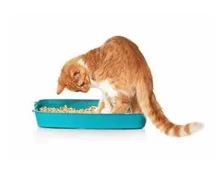 Як привчити кішку до лотка - Огляд