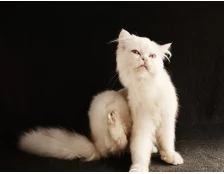 Як лікувати алергію у котів - Огляд