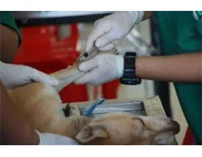 Які вакцини потрібно робити цуценятам, що б захистити від різних інфекцій