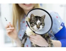 Які щеплення потрібно робити кошеняті, що б захистити від інфекцій