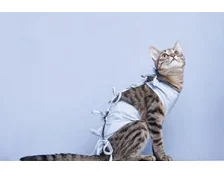 В якому віці краще робити кастрацію кота