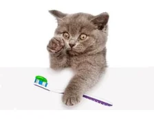 Як почистити зуби коту - Поради