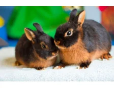 Як подружитися з кроликом