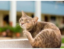 Як вивести бліх у кішки - Кращі методи