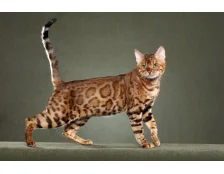 Яка найдорожча в світі кішка - Рейтинг порід