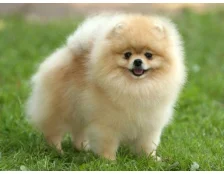 Cобака породи шпіц