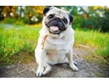 Собака породи мопс