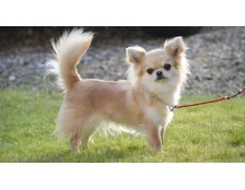 Собака породи чихуахуа