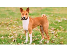 Порода собак Басенджи