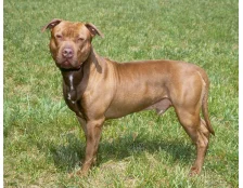 Порода собак - Пітбультерʼєр