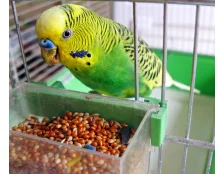 Рейтинг кормів для папуг