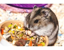 Чим годувати хомʼяка?