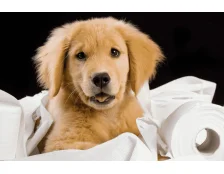 Як привчити собаку до пелюшки