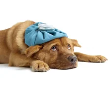  Блювота у собак