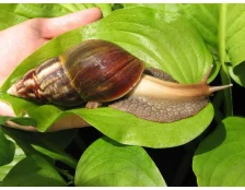 Чим годувати равликів ахатин