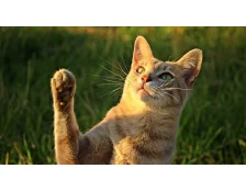 Клички для кішок дівчаток