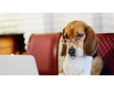 Найрозумніші породи собак в світі