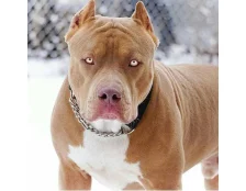 Топ 10 найнебезпечніших порід собак у світі