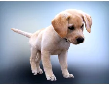 Як привчити собаку ходити в туалет на вулиці