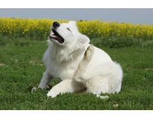 Підшкірний кліщ у собак