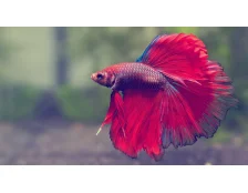 Рибка півник