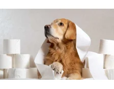 Діарея у собаки