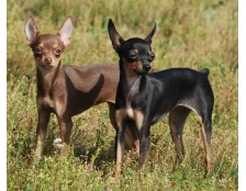 Собака породи російський той терʼєр