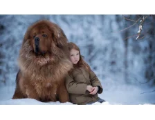 Тибетський мастиф