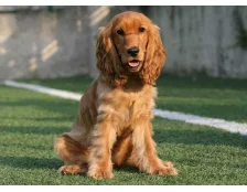  Кокер спанієль