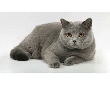 Британська короткошерста кішка