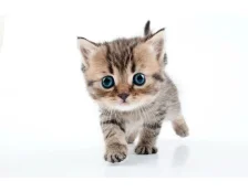  Як визначити стать кошеня