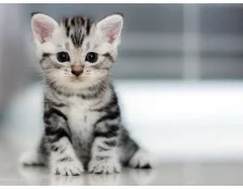 Що робити якщо закисают очі у кошеняти