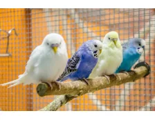 Скільки років живуть хвилясті папуги