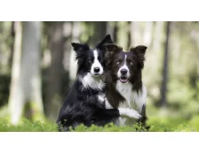 Вʼязка собак