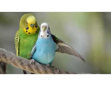 Як назвати папугу