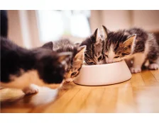 Чим правильно годувати кошеня