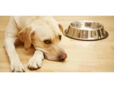 Чумка у собак