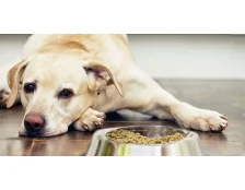 Собака не їсть