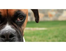 Бійцівські породи собак