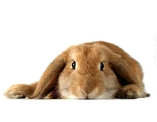 Декоративні кролики