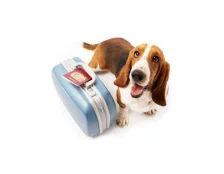 Правила перевезення тварин