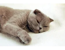 Блювота у кота