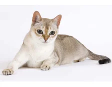 Найменша порода кішок