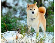 Найкрасивіша порода собак