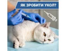 Як зробити укол коту