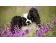 Імена для собак дівчаток