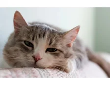 Глисти у кішок