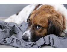 Отит у собак