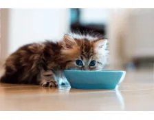 Чи можна кошенятам давати молоко