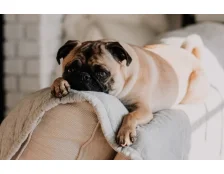 Дерматит у собак